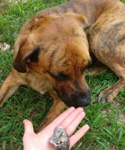 Pawstruck Natural Cow Hooves for Dogs - Made in The USA Long Lasting Beef Hoof Dental Treat Chews - No Artificial Preservatives - 10 Count - Packaging May Vary 53 81ZJd 27bcL