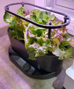Aerogarden Salad Greens Seed Pod Kit with Red, Green, Romaine and Butter Leaf Lettuce, Liquid Plant Food and Growing Guide (9-Pod) 9-pod 23 81ZJknOnwL