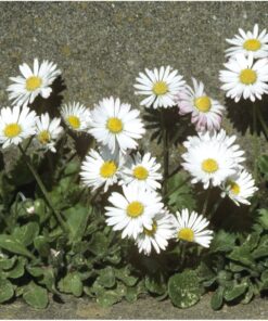 Seed Needs, English Daisy Seeds - 1,000 Heirloom Seeds for Planting Bellis perennis - White Blooms, Perennial Flowering Plants for an Outdoor Garden (2 Packs) 2 Packs (2,000 Seeds) 16 81ZKxPz9LaL