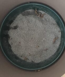 Little Giant® Plastic Utility Pan | Feed Pan | Durable & Versatile Livestock Feeding Bucket | Made in USA | 3 Gallon | Green 27 81ZLEHnX42L