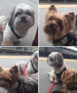 Purina Pro Plan Sensitive Skin and Stomach Dog Food Pate, Sensitive Skin and Stomach Salmon and Rice Entree - 13 oz. Can Salmon & Rice - Wet Dog Food (12) 13 oz. Cans 33 81ZLKPah1 L 1