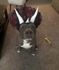 Animal Planet PET20104 Triceratops Dog Costume, Large 22 81ZN W7IvHL