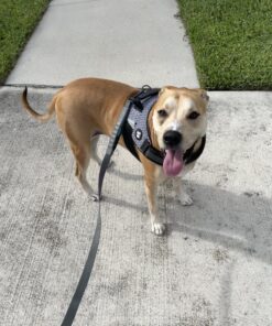 Paw Nectar Dog Paw Balm - Heals, Repairs & Restores Dry, Cracked & Damaged Paws - 100% Organic & Natural Cream Butter, Wax, Moisturizer & Protection for Dog Feet & Foot Pads - Effective & Safe - 2 Oz 38 81ZOIWJiH8L