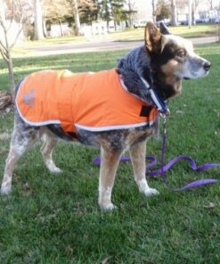 Zack & Zoey Nor'easter Blanket Coat for Dogs, 20" Large, Orange 1 L (Neck: 17", Girth: 28", Back: 20") 34 81ZOWyPGXUL 3