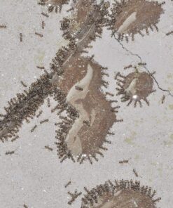 Terro 1806 Outdoor Liquid Ant Baits, 1.0 fl. oz. - 6 count 32 81ZOpeegEbL