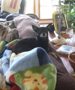 Kingdom Pets Filler Free Duck Jerky & Sweet Potato Twists, Premium Treats for Dogs, 48-Ounce Bag 20 81ZPI6wgBPL