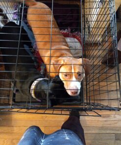 Dog Crates for Extra Large Dogs - XXL Dog Crate 48" Pet Cage Double-Door Best for Big Pets - Wire Metal Kennel Cage & Tray - in-Door Foldable & Portable for Animal Out-Door Travel 48.0"L x 29.0"W x 32.0"H 30 81ZTWGiA0QL