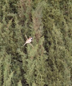 KODAK PIXPRO Astro Zoom AZ421-WH 16MP Digital Camera with 42X Optical Zoom and 3" LCD Screen (White) White Camera Only 46 81ZWZupqQmL