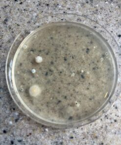 Mold Armor Do It Yourself Mold Test Kit 42 81ZZ5c0yEJL