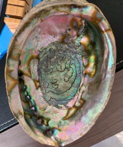 Hand Selected Abalone Shell, 6 Inches or Larger. Perfect for Holding Incense, Trinkets, and More 40 81ZaJwUq8EL