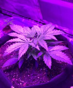 RTI Extreme Gardening Mykos Granular Singles, 100g 9 81ZgPlTtw4L