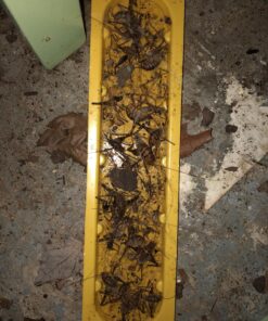 EATON J T 844 4PK Crick/Spid GlueTrap 28 81Zj2LREr6L