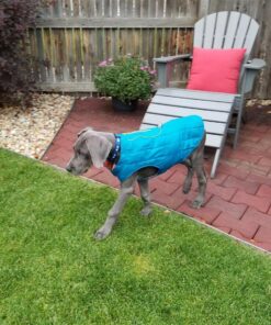 Kurgo Loft Dog Jacket, Reversible Dog Coat, Wear with Harness or Sweater, Water Resistant, Reflective, Winter Coat For Medium Dogs (Coastal Blue, M) Coastal Blue/Orange 46 81ZjMfAaR2L