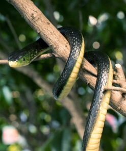 Whaline Large Realistic Rubber Snakes 52inch and 3Pcs Fake Snake Prank Toys 31.5inch, 2 Size Scary Fake Black Mamba Snake for Garden Props to Keep Birds Away, Pranks, Halloween Party Decoration 11 81ZoZjsbaL