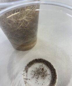 Josh's Frogs Producing Wingless Drosophila Melanogaster Fruit Fly Culture 18 81ZsXNwp2SL