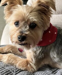 IAMS Adult Minichunks Small Kibble High Protein Dry Dog Food with Real Chicken, 30 lb. Bag,(Packaging may vary) 0 30 Pound (Pack of 1) 44 81ZvJcRK2AL