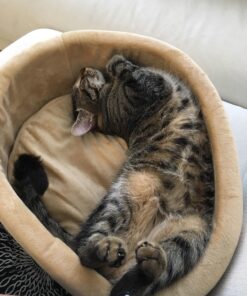 K&H Pet Products Thermo-Kitty Heated Cat Bed Small 16 Inches Sage/Tan 16.0"L x 16.0"W x 6.0"Th Retail Package 42 81ZvpuJ9cfL