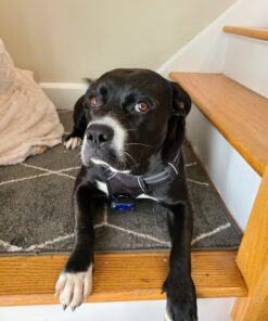 LED Safety Light (2 Pack) + Free Bonuses | Clip On Strobe/Running Lights for Runners, Dogs, Bike, Walking | The Best High Visibility Accessories for Your Reflective Gear, Bicycle etc Blue 30 81ZwSOECNkL