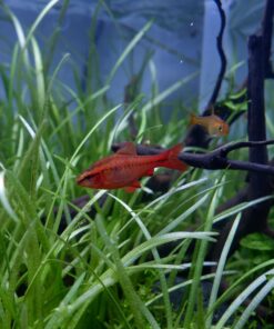 Luffy Decorative Wall or Floor Mesh Kit, 2 Pieces 31 81a m4Q13nL