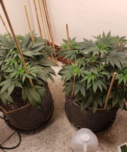 Humboldts Secret Set of A & B Liquid Hydroponics Fertilizer - World's Best Nutrient System – Hydroponic Nutrients for Outdoor, Indoor Plants – Supports Vegetative and Flowering Stages of Plants 32 Ounce 30 81a1eQq90fL