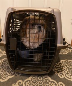 Petmate Two-Door Small Dog Kennel & Cat Kennel (Top Loading or Front Loading Pet Carrier, Made with Recycled Materials, 24 inches in Length) For Pets up to 15 Pounds, Made in USA 24.0"L x 14.5"W x 17.0"H TAN 43 81a4l9K1jXL 1