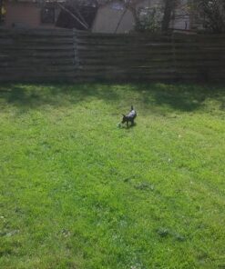 Sun Joe MJ401E 14-Inch 12-Amp Electric Lawn Mower w/Collapsible Handle for Storage, 3-Position Height Control, 10.6-Gallon Bag, Green Original Version 57 81a65vx9sGL