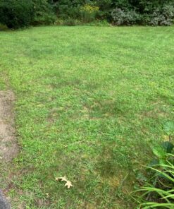 Select Source Quinclorac 75 Herbicide - 1 Pound (Drive 75, Quinstar) by 13 81a6N1v0CTL