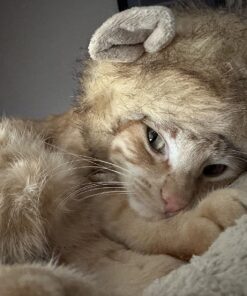 Pet Krewe Cat Lion Mane Halloween Costume – Fits Neck Size 8”-14 - Lion Costume for Small Cats and Kittens – Ideal for Halloween, Cat Birthday, Cat Cosplay, Cat Outfits, Pet Clothes One size fits all 31 81a7VhKOMDL