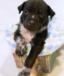 Luvable Friends Unisex Baby Cotton Flannel Receiving Blankets, Blue Stripes, One Size 9 81a8HJIQSzL