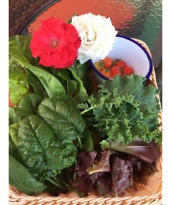 7 Varieties of Leafy Power Green Organic Seeds, Non-GMO Seeds for Planting, Heirloom Seeds - Spinach Seeds, Arugula, Kale, Lolla Rossa Lettuce Seeds, Buttercrunch, Gourmet Mix Lettuce, Swiss Chard 61 81a8jjS1NPL