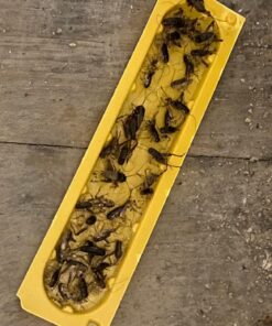 EATON J T 844 4PK Crick/Spid GlueTrap 31 81aEnvjDML