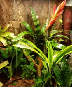 SunBlaster SL0900156 CFL Fluorescent Lighting, 1 Count (Pack of 1), White 7 81aFCHmMr5L