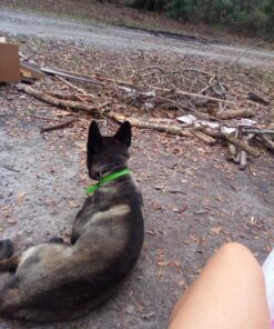 Activate II Flea and Tick Prevention for Dogs | 4 Count | Small Dogs 4-10 lbs | Topical Drops | 4 Months Flea Treatment 37 81aKdFNG5gL