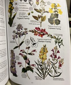 Botany in a Day: The Patterns Method of Plant Identification 25 81aMPDB20sL