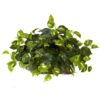 Nearly Natural 15in. Pothos Ledge Plant (Set on Foam) Silk Plant,Green 46 81aNXjp5nfL