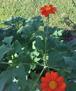 Outsidepride Tithonia Speciosa Red Mexican Sunflower Garden Cut Flowers - 1000 Seeds 61 81aRquRu0jL