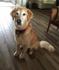 NUTRO NATURAL CHOICE Large Breed Adult Dry Dog Food, Lamb & Brown Rice Recipe Dog Kibble, 30 lb. Bag 30 Pound (Pack of 1) 45 81aZyuVnpCL