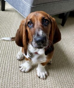 Pet MD - Dog Ear Cleaner Wipes - Otic Cleanser for Dogs to Stop Ear Itching, and Infections with Aloe and Eucalyptus - 100 Count 42 81aa0rHYRiL