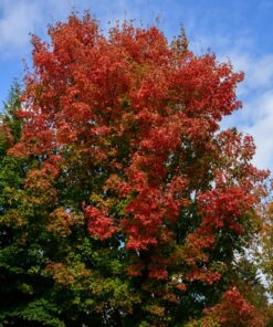 Nikon Z7 FX-Format Mirrorless Camera Body w/ NIKKOR Z 24-70mm f/4 S w/ 24-70mm Base 42 81ae2n2chtL