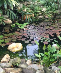 Airmax Pond Dye 4X Concentrate for Outdoor Ponds & Lakes, Natural Pond Colorant & Water Beauty Enhancer, Block Ultraviolet Rays, Fish, Bird & Livestock Safe, Easy Liquid Application, 1 Quart Twilight Blue - 1 Quart 31 81afEvv DeL