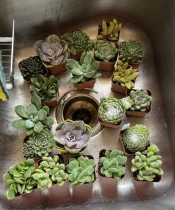 Succulents Plants Live (20PK) Potted Succulent Plants Live House Plants, Cactus Plants Live Plants Indoor Plants Live Houseplants, Indoor Plant Succulents Live Plant House Plant by Plants for Pets 20-PACK 63 81ajZ qHqL