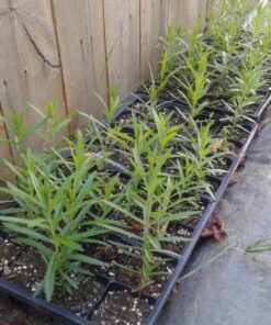Butterfly Milkweed Flower Seeds (Asclepias Tuberosa), Pack of 100 Seeds by Seeds2Go 13 81ajos0Es3L