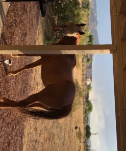 Manna Pro Bite-Size Peppermint Flavor Nuggets | Packed with Vitamins and Minerals | 1 Pound 27 81am80fsTfL