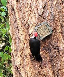 C&S Hot Pepper Delight No Melt Suet Dough 11.75 Ounces, 12 Pack Hot Pepper 12-Pack 48 81asaWZg6GL