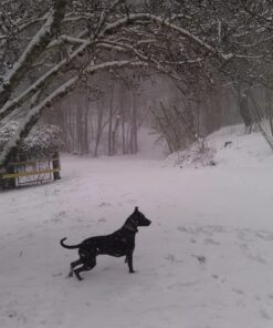 IAMS Adult Minichunks Small Kibble High Protein Dry Dog Food with Real Chicken, 30 lb. Bag,(Packaging may vary) 0 30 Pound (Pack of 1) 50 81azjIIAfBL