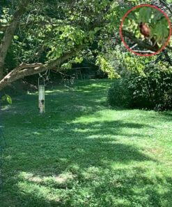 12 Inches Tube Bird Feeders for Outdoors Hanging, 4 Feeding Ports, Hard Plastic Bird Feeder Outdoor Weatherproof and 4 Inch Steel Hanger, Wild Bird Feeders, Finch Feeder, Bird Feeders Outside Hanging 1 4 Ports 39 81b ZSFjaL