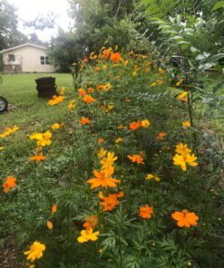 2,000 Seeds of Sulphur Cosmos, Bright Lights Mix by Seeds2Go 31 81b2cwmngIL