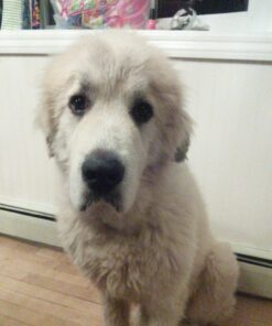 WearMax® Hardwood Flooring Scratch Repair Touch up & Remover for Eliminating White Lines from Wood Floors, Clear 41 81b2tS9LvDL