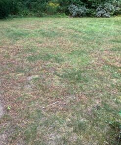 Select Source Quinclorac 75 Herbicide - 1 Pound (Drive 75, Quinstar) by 14 81b7diKbOIL