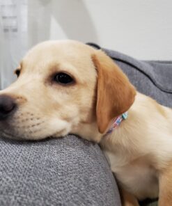 Royal Canin Labrador Retriever Puppy Breed Specific Dry Dog Food, 30 lb. bag 42 81b9eL0qYeL